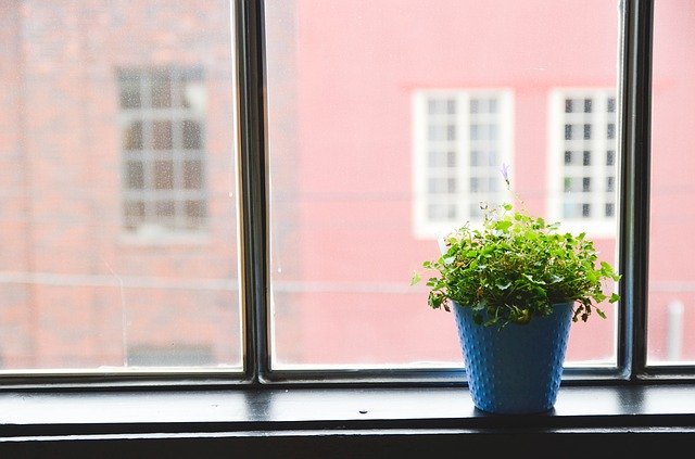 Modrý kvetináč so zelenou rastlinou na parapetnej doske pred oknom s hliníkovým rámom.jpg