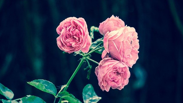 Ružové ruže.jpg